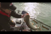 1Source Video: Fishing Tip - New Berkley Trilene Braid for Muskies and Pike