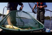 1Source Video: Electro Shock Fishing for Science