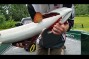 1Source Video: Proper Muskie Holding Techniques 