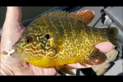 1Source Video: Panfishing Tips With Pros4- 1Source