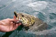 News & Tips: Catching Smallmouth After the Spawn Fishing Tips...