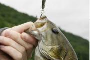 Two Soft Swimbait Styles That Will Catch River Smallmouth This Summer