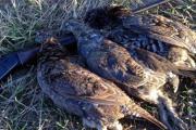 Three harvested grouse laying on a shotgun in a grassy area