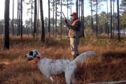 News & Tips: Gear Up for Bobwhite Quail Hunting