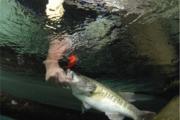 News & Tips: Laydowns For Lunker Largemouth
