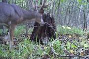 News & Tips: Pre-Season Deer Scouting