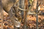News & Tips: Buck Scrapes Turn Hot 10 Days Prior To Peak Rut...