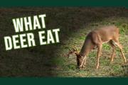 What Deer Eat