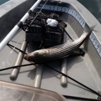 Saltwater...Juvi Stripe Bass