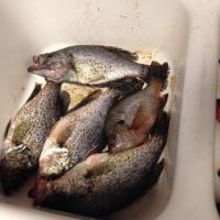 Crappie Hunt