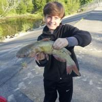 Daniel's Catfish