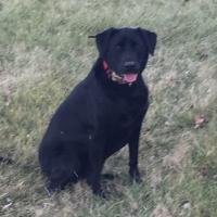 Sadie - My Hunting Dog