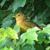 Bird Watching Scarlet Tanager Female