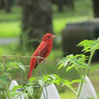 Bird Watching Scarlet Tanager