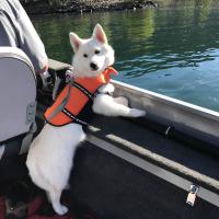 Dog on the water