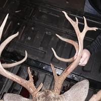 Good Set of Antlers