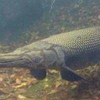 aligator gar