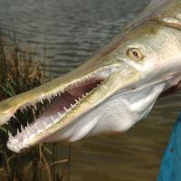 Gar do have teeth