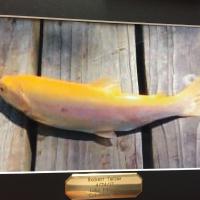 Trophy Fish to Remember