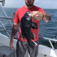 Black Sea Bass
