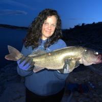 Nice walleye