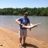 Longnose gar
