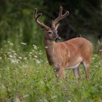 Buck in a meadow