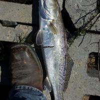 speckled trout