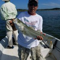 Nice Striper Bass