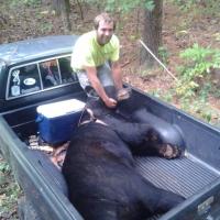 Black Bear
