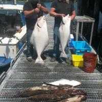 Fishing Halibut and lots of Lingcod