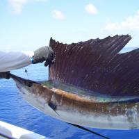 Nice SAILFISH!!!