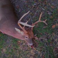 Good day hunting deer