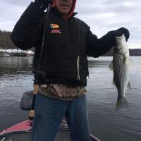 Stripe Bass- Connecticut