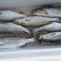 Texas city dike trout