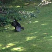 Turkey strutting through my backyard