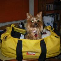Yorkie Brandi is going fishing