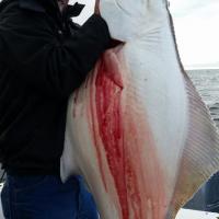 Big Halibut