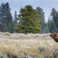 elk WY bullyell1