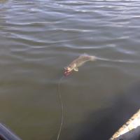 Reeling in a Pike