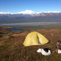 Black and brown bear