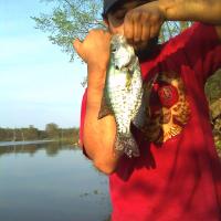 Crappie