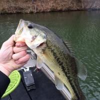 Bass fishing