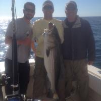 Striper Bass