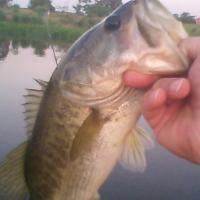 Pond Bass