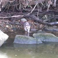 Racoon on Cheatham Lake