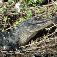 Good Morning PBK - alligator