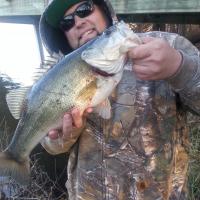 Largemouth Bass - So Nice