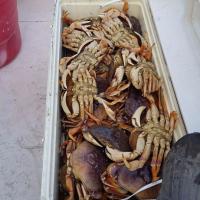 52 Dungeness Crabs