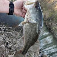 Nice Bass